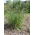 Cock's-foot, orchard grass Niva - 5 kg