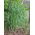 Kaki ayam, rumput dusun Bepro - 5 kg - 