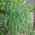 Kaki ayam, rumput dusun Bepro - 5 kg - 