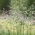 Rumput biru padang rumput Oxford - 5 kg - 