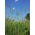 Lawn blue grass Geisha - 5 kg
