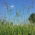 Lawn blue grass Geisha - 5 kg
