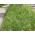 Rasen blaues Gras Sonnenstrahl - 5 kg - 