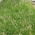 Lawn blue grass Sunbeam - 5 kg
