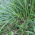 Ryegrass 2N Temprano tahunan, varietas padang rumput - 5 kg - 