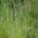 Perennial ryegrass 2N Nui, pasture variety - 5 kg