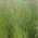 Hierba de centeno italiano 4N Turtetra - 5 kg - 