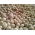 Lupin pahit "Oskar" - 1 kg; lupin sempit, lupin berdaun sempit, lupin biru - 