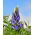 Lupin pahit "Oskar" - 1 kg; lupin sempit, lupin berdaun sempit, lupin biru - 