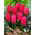 Giacinto a fiore doppio 'Hollyhock' - 3 pz