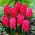Giacinto a fiore doppio 'Hollyhock' - 3 pz
