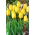 Tulip Golden Parade - 5 pcs