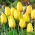 Tulip Golden Parade - 5 pcs
