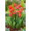 Tulip Ad Rem - 5 pcs