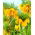 Coroa imperial - 'Beleza listrada'; fritilar imperial, coroa de Kaiser