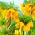 Coroa imperial - 'Beleza listrada'; fritilar imperial, coroa de Kaiser