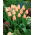 Tulip 'Apricot' - 5 pcs