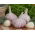Winter garlic Arkus - 16 bulb (0,8 - 1,0 kg)