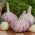 Winter garlic Arkus - 16 bulb (0,8 - 1,0 kg)