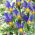 Ірис голландський - Mystic Beauty - 10 шт - 