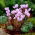 Efeublättriges Alpenveilchen - Cyclamen neapolitanum - großes Paket! - 10 Stück; Saubrot - 