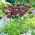 Cipolla viola ornamentale - confezione grande! - 50 pz - 