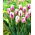 Cờ hoa hồng rực rỡ - Cờ hoa hồng rực rỡ - 5 củ giống - Tulipa Flaming Flag