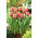 Tulpan 'Apricot Impression' - stort paket - 50 st