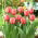Tulpan 'Apricot Impression' - stort paket - 50 st
