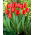 Tulip 'Red Impression' - large package - 50 pcs