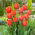 Tulip Ad Rem - velké balení! - 50 ks.