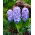 Almindelig hyacint Delft Blue - 3 stk.; havehyacint, hollandsk hyacint