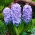 Almindelig hyacint Delft Blue - 3 stk.; havehyacint, hollandsk hyacint