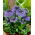 Portugál squill