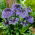 Portugál squill