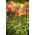 Crown imperial - Bach; keiserlig fritillary, Kaisers krone