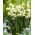 Narciso, narciso 'Canaliculatus' - paquete grande - 50 piezas
