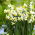 Narciso, narciso 'Canaliculatus' - paquete grande - 50 piezas