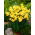 Narcis, narcis Martinette - 5 st