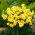 Narcis, narcis Martinette - 5 st