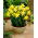 Daffodil, narcissus February Gold - 5 pcs