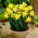 Daffodil, narcissus February Gold - 5 pcs