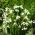 Snowdrop Woronowii - pachet mare! - 50 buc.