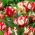 Tulp 'Estella Rijnveld' - 5 st - 