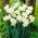 Daffodil, narcissus 'Pueblo' - large package - 50 pcs