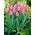 Tulp Aafke - groot pakket! - 50 stuks - 