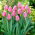 Tulp Aafke - groot pakket! - 50 stuks - 