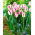 Tulip Affaire - 5 pcs