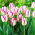 Tulip Affaire - 5 pcs
