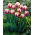 Tulip Atlantis - large package! - 50 pcs